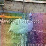 image img_0717-jpg