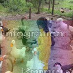 image img_0914-jpg