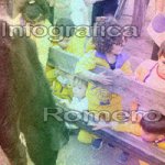 image img_1265-jpg